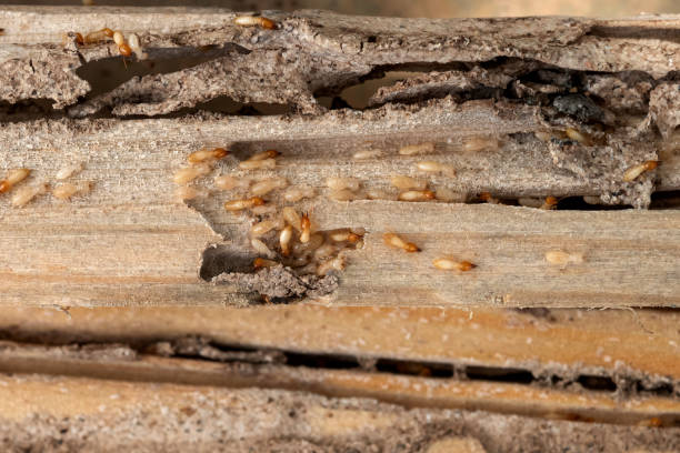 Best Pest Prevention Services  in Parole, MD